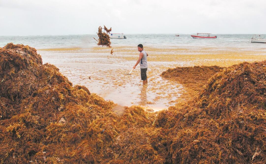 El sargazo, un fenómeno nuevo