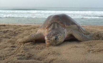 Destinan 30 hectáreas de playa para anidación de tortuga golfina en Oaxaca