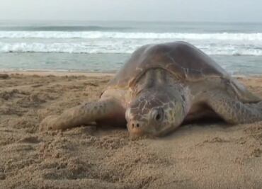 Destinan 30 hectáreas de playa para anidación de tortuga golfina en Oaxaca