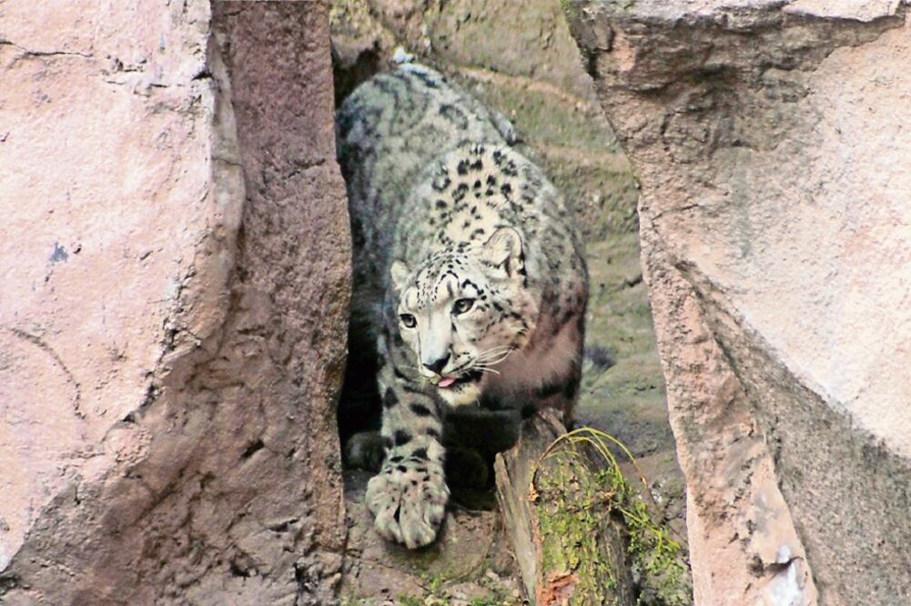 El animal más caro que adquirió el gobierno capitalino fue un leopardo de las nieves con un valor de un millón 200 mil pesos; ésta es una especie nativa de Asia y está en peligro de extinción (ESPECIAL)