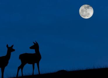 "Luna azul": el raro evento cósmico que podrá verse este 31 de octubre