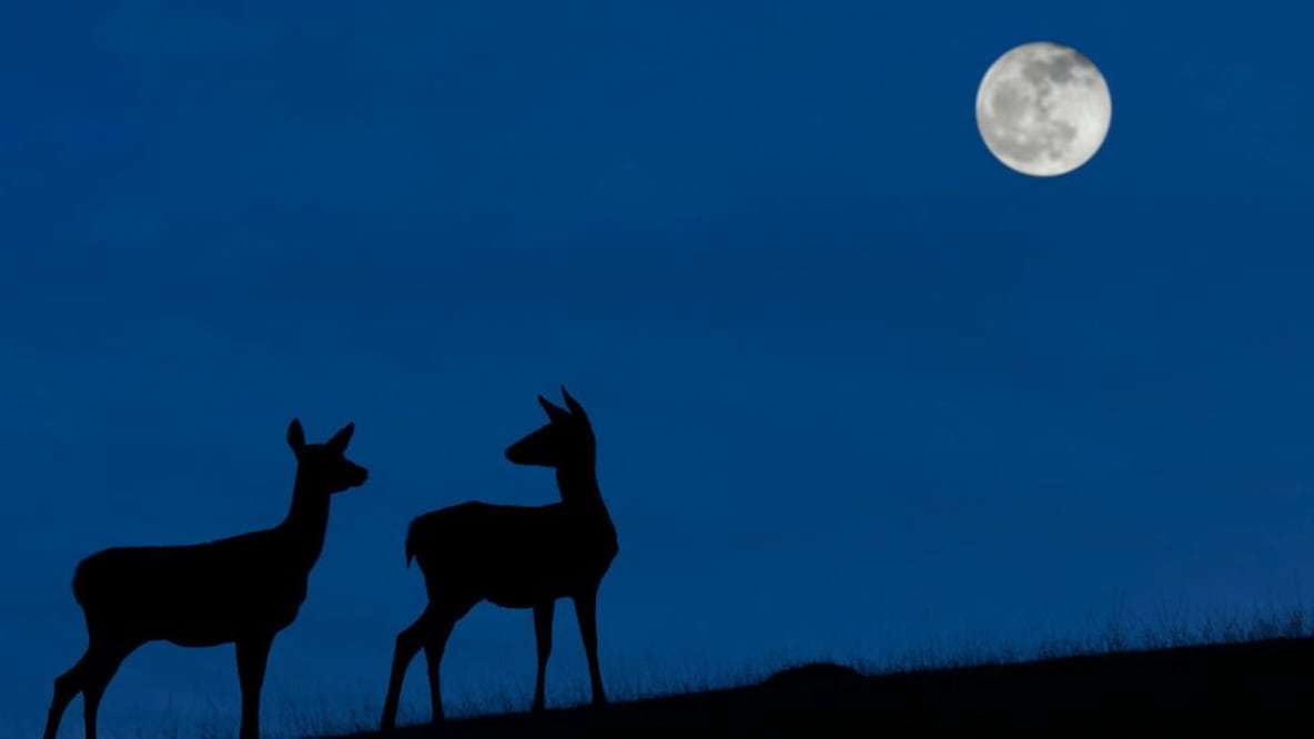 El mejor momento para ver la "Luna azul" será cuando la noche del 31 de octubre sea más oscura y el cielo esté despejado. Foto: Getty Images vía BBC