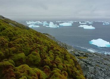 La Antártida se está volviendo verde por el cambio climático