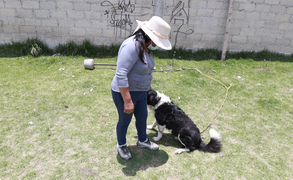 La señora Rosa contó que mientras trataban de salvar a un perro, vieron que otra perrita había saltado la barda, pero también había comido carne dispersa en el predio. Foto: Especial