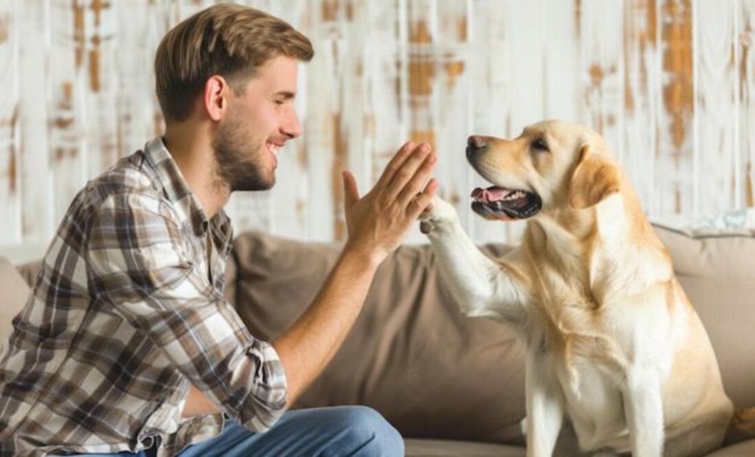 ¿Los perros piden perdón? Fuente: Freepik.