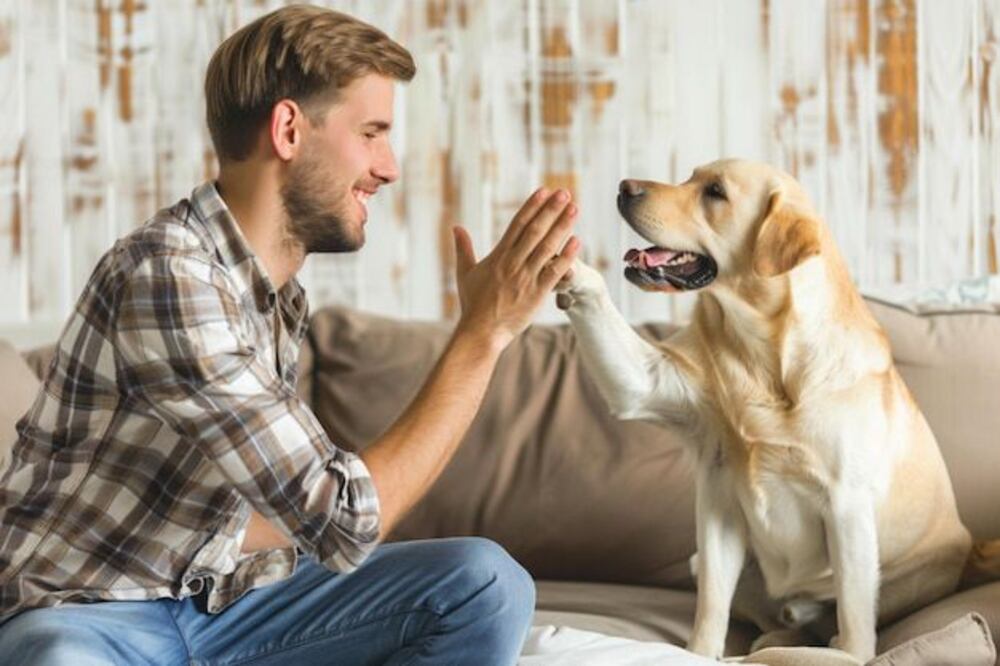 ¿Los perros piden perdón? Fuente: Freepik.