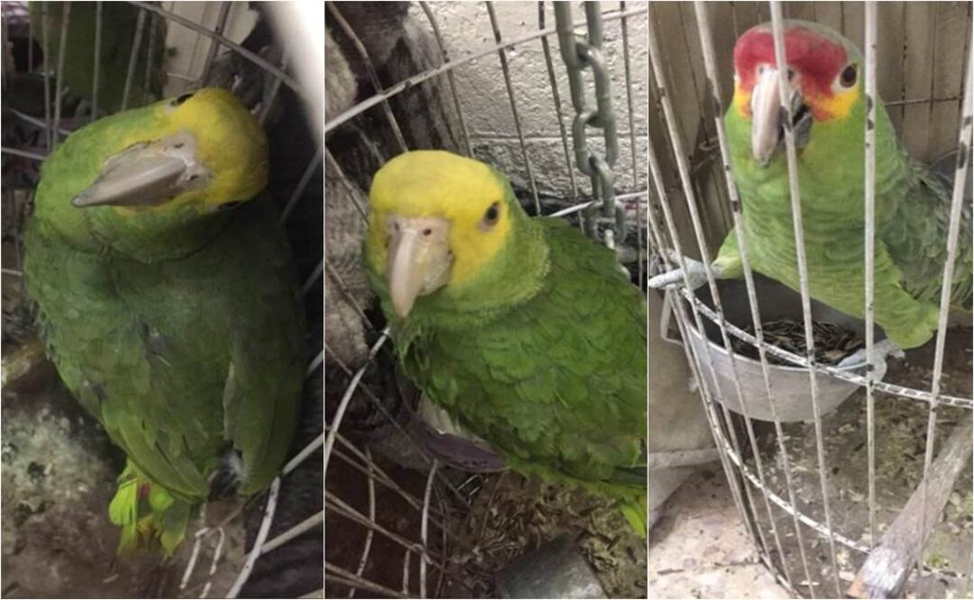 Rescatan ejemplares de loros en peligro de extinción en la CDMX