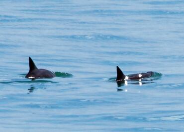 Piden reporte sobre redes en zona de la vaquita marina