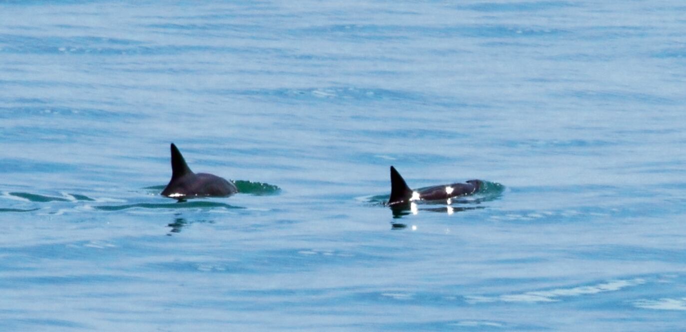 Ante una solicitud de información de un particular, Conapesca reservó el reporte de la organización Sea Shepherd. Foto: AFP