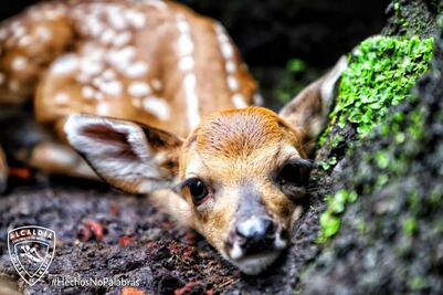 Nacen cinco venados cola blanca mexicana en Cuajimalpa