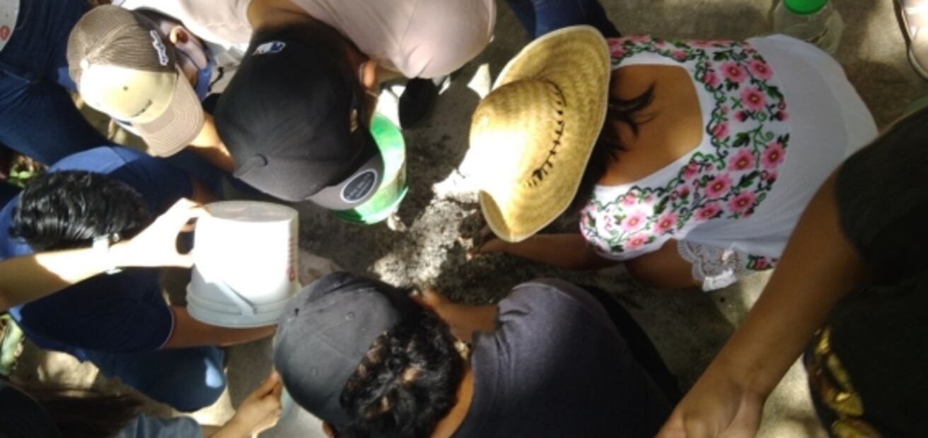 Tren Maya: Activistas hablan sobre "Sélvame Del Tren" y la intervención de famosos