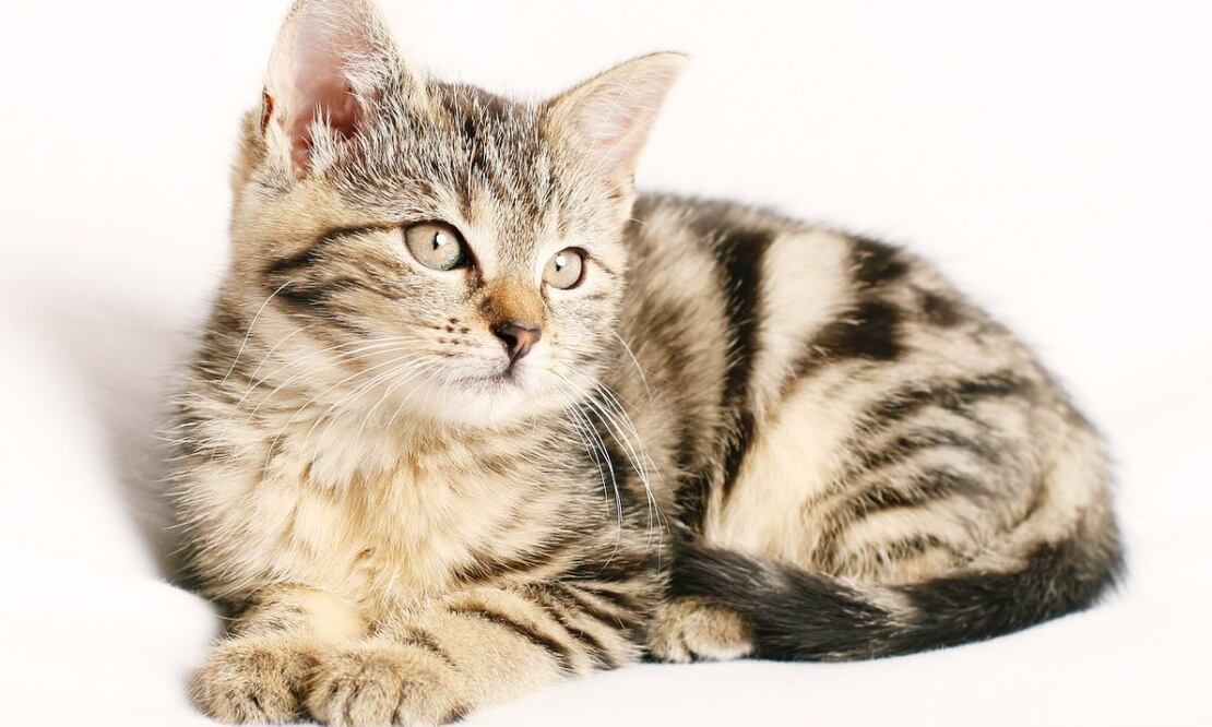 Gato. Fuente: Pixabay.