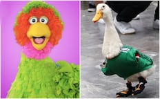Abelardo de Plaza Sésamo busca conocer al Pato Merlín; "es uno de mis primos lejanos"