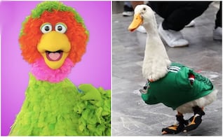 Abelardo de Plaza Sésamo busca conocer al Pato Merlín; "es uno de mis primos lejanos"