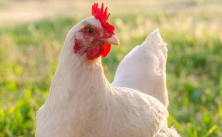 La triste historia de la gallina que vivió más de un año sin cabeza