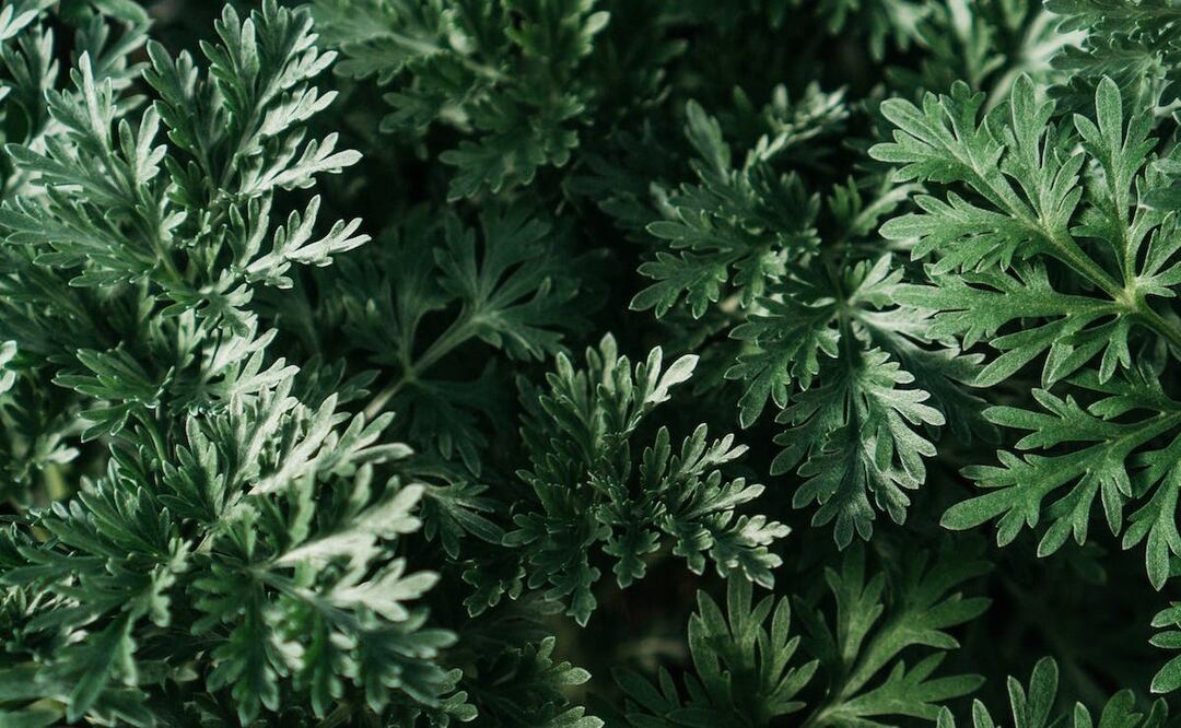 Infusión de ajenjo para desparasitar 
Foto: Veronica / Pexels