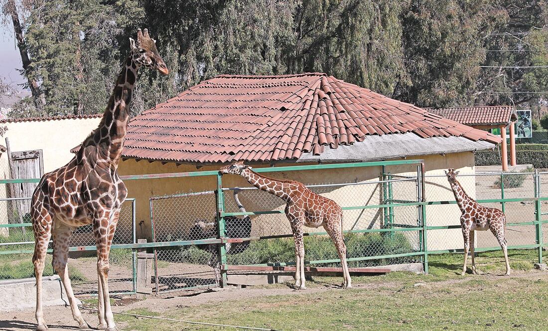 Foto: Archivo/EL UNIVERSAL