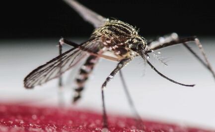 Zika, dengue y chikungunya, riesgo latente en Yucatán, advierten 