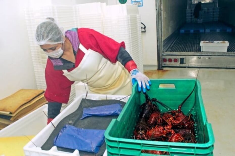 De pescadores y pescadoras: la crisis de la pesca en México