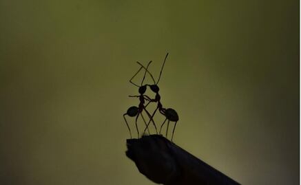 Fotógrafa captura la "vida diaria" de los insectos