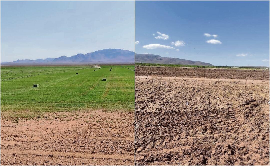 Ante la falta de agua en la entidad, productores se vieron obligados a reducir la superficie de siembra y dejar de lado productos que requieren más líquido, como el chile. Fotos: Especial