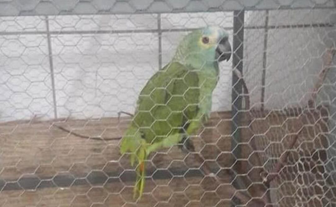 Foto: Policía Militar Ambiental 