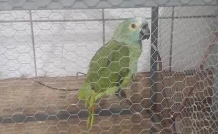 "Mamá, la policía": detienen a un loro "narco" en Brasil