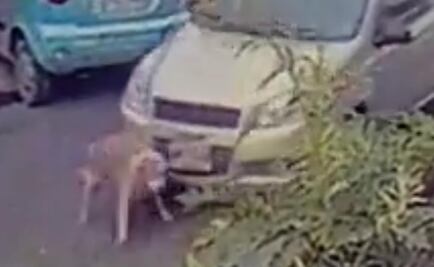 Busca Propaem a sujeto que arrolló a perro en Neza