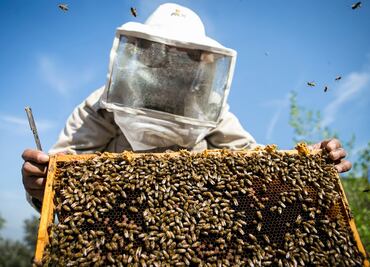 Disminuye producción de miel por deforestación en Yucatán