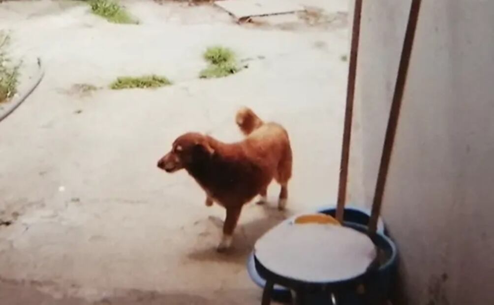 Bobi, el perro más viejo del mundo que vive en Portugal