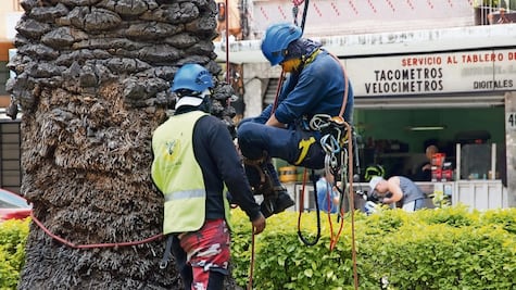 Sustituirán palmeras en calles de la alcaldía Benito Juárez