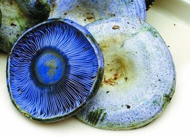 Conoce el hongo azul y sus beneficios