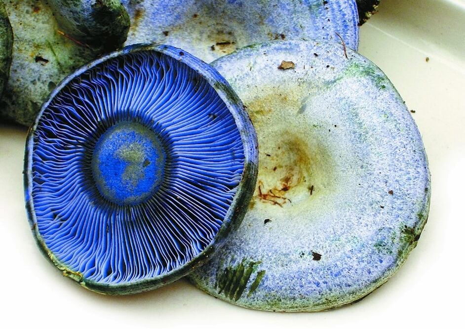 En México se consume el hongo azul pero es poco común / Foto: Archivo El Universal