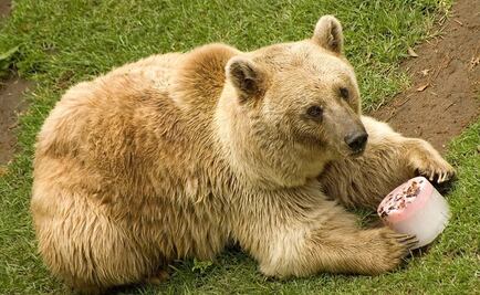 Con paletas de hielo, zoológicos de CDMX buscan refrescar a sus animales