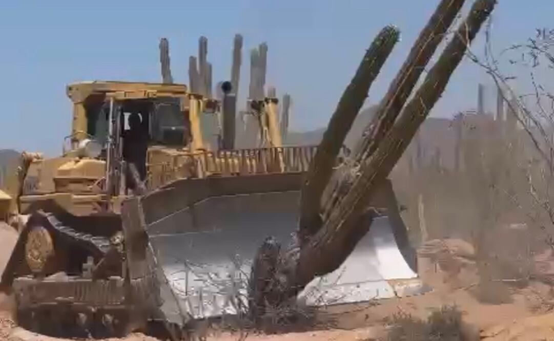 Activistas de la organización Caminantes del Desierto denunciaron el ecocidio que se está cometiendo en la construcción del camino del Desemboque como parte del Plan de Justicia Seri. Foto: Especial