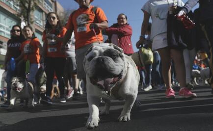 Realizan caminata masiva de perros Bulldog en la CDMX