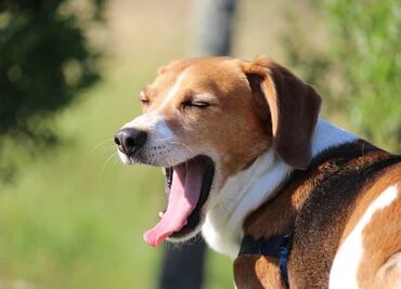 Habrá ambiente muy caluroso y hasta 32 grados de temperatura este lunes en la CDMX