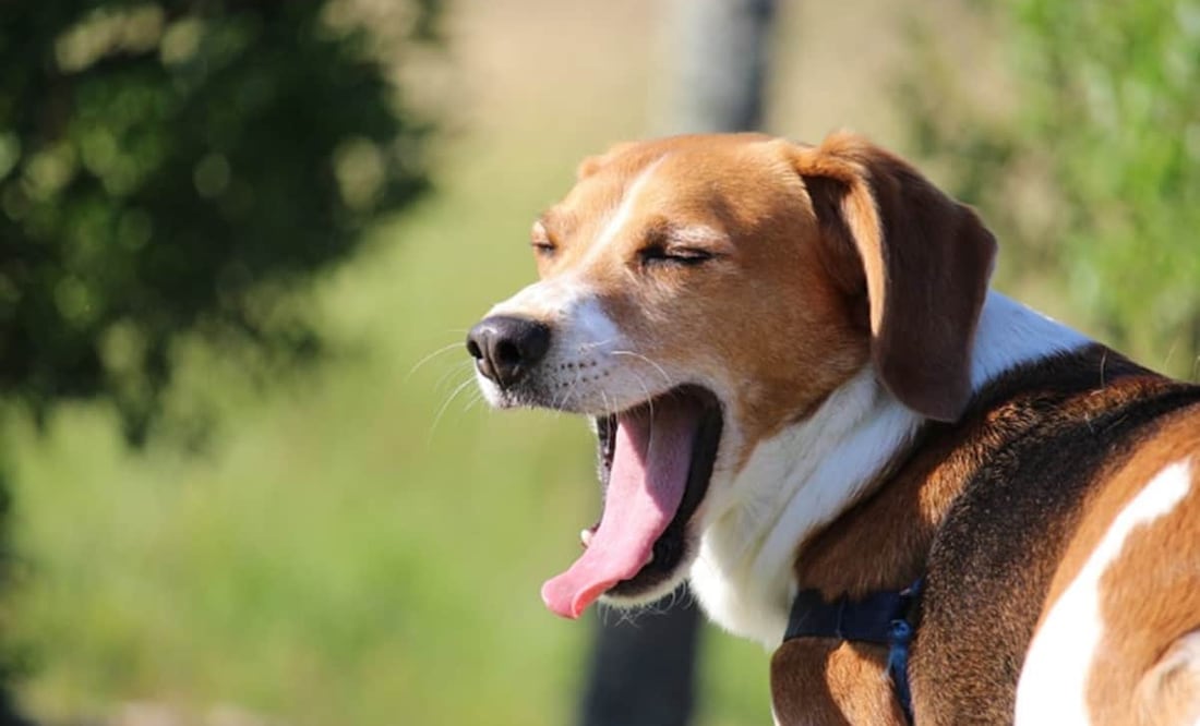 Se esperan fuertes rachas de viento en la capital del país. Foto Pixabay