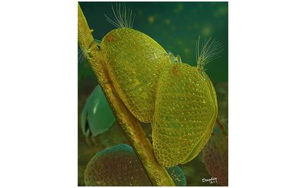 Descubren esperma gigante de hace 100 millones de años