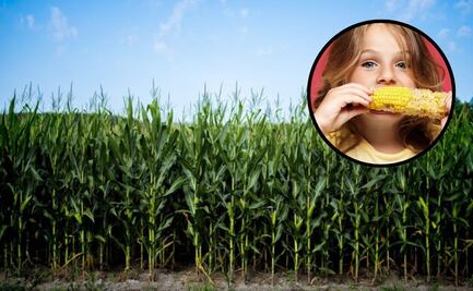 ¿Qué tan saludable es comer maíz, según la ciencia?
