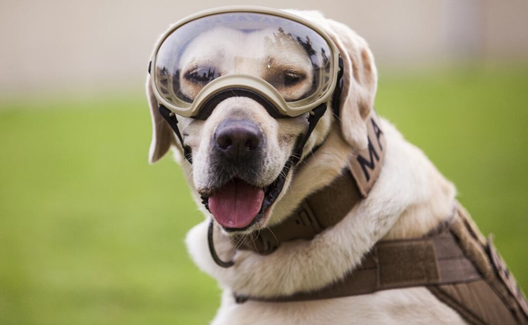 Frida is the most famous and beloved rescue dog in Mexico - Photo: Alan Carranza/EL UNIVERSAL