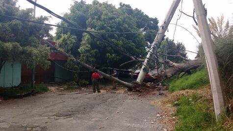 Cae árbol sobre casa en Naucalpan; preocupa el desplome de 80 eucaliptos 