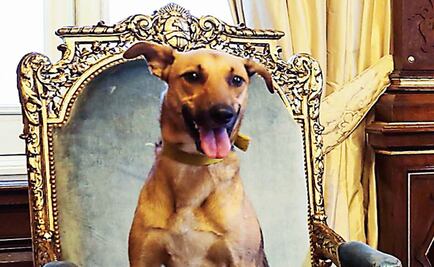 Your fur baby could be your heir soon