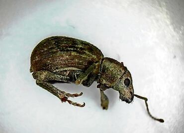 Profepa evita arribo de plaga navideña