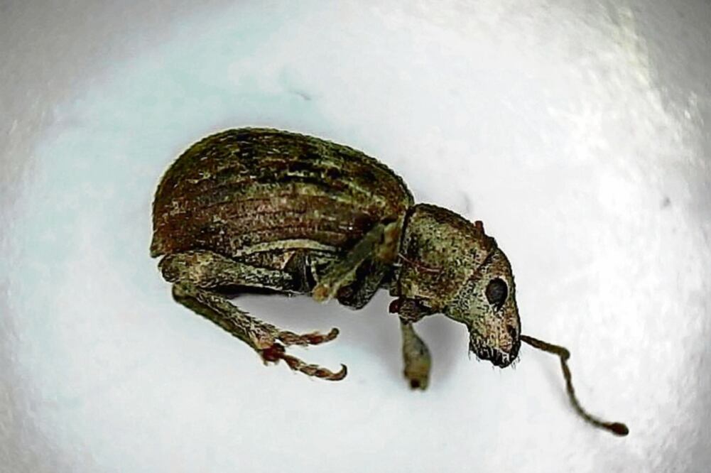Los insectos interceptados y retornados son conocidos comúnmente como gorgojos o picudos; no hay registro de su presencia en México. (FOTO: PROFEPA)