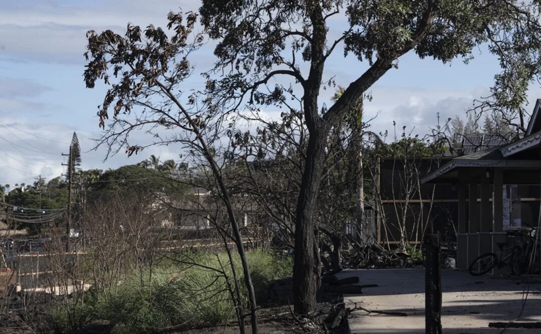 Árboles quemados frente una vivienda en la calle de Kaniau, en Lahaina, Hawai, el lunes 25 de septiembre de 2023. Foto: AP