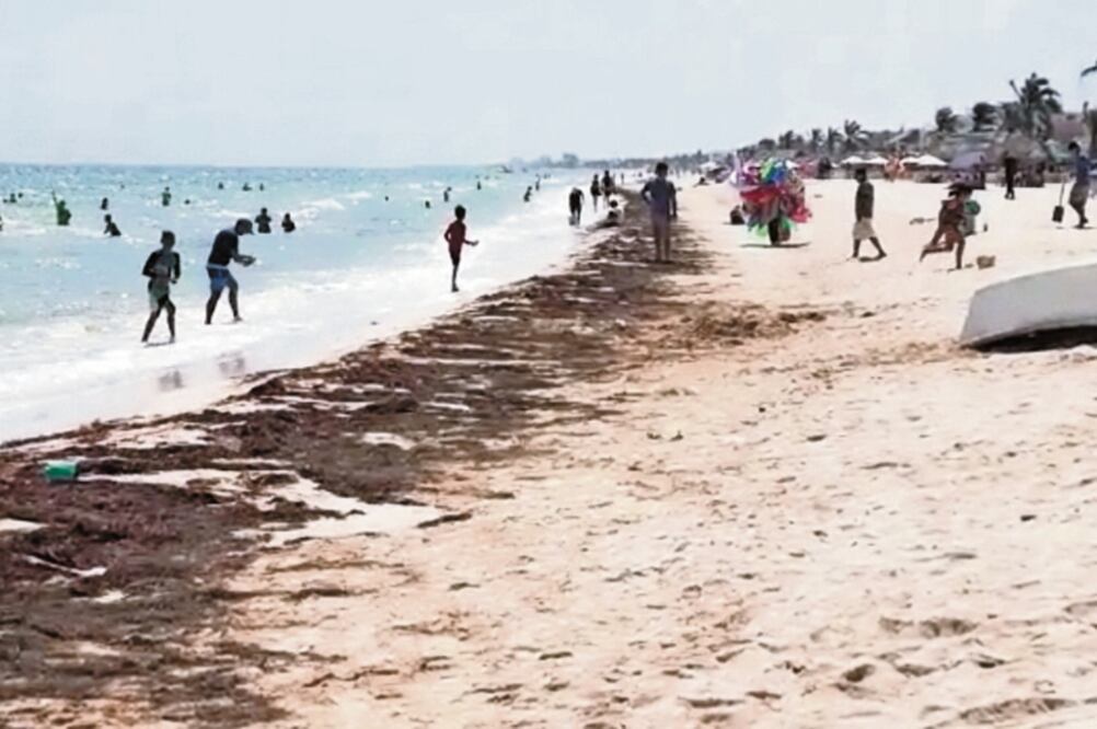 Progreso, visitantes constataron la presencia del alga en la orilla de la pl aya. Foto/YAZMÍN RODRÍGUEZ. EL UNIVERSAL