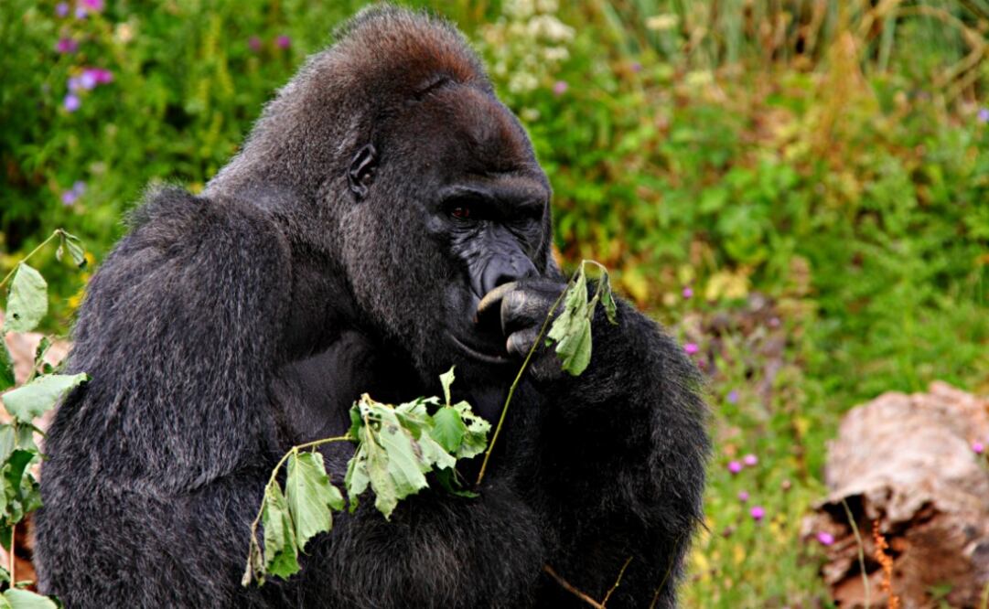 Desayuna rodeado de gorilas en el The Lodge at Bristol Zoo Gardens. (Foto: Charlie Marshall)