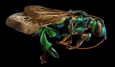 Levon Biss, el fotógrafo que capta la belleza de los insectos