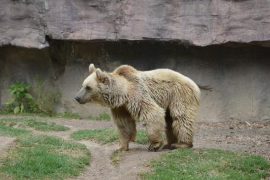 El zoológico antes de Bantú